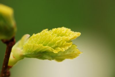 Ulmus minor 'Wredei' - jilm habrolistý - list1